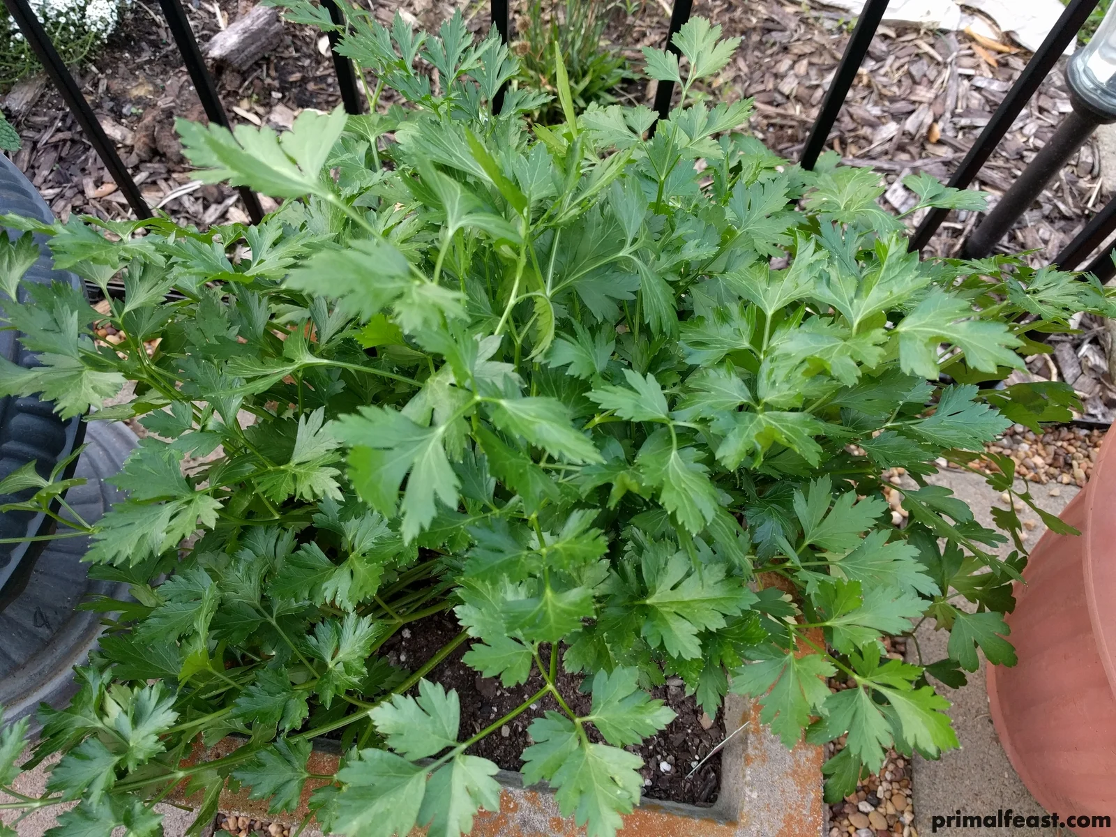 2018 0404 italian parsley.jpg