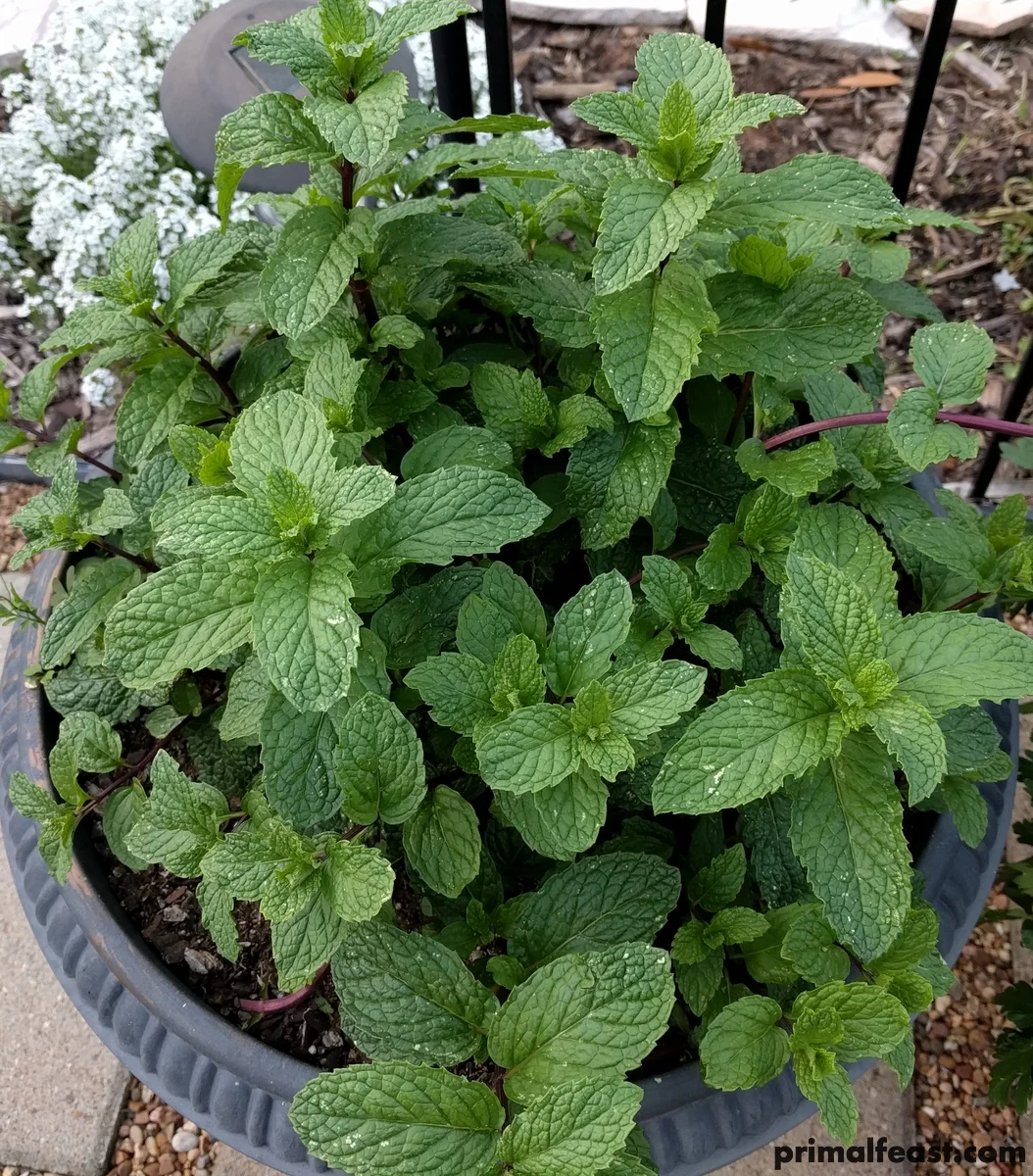 2018 0404 mint.jpg