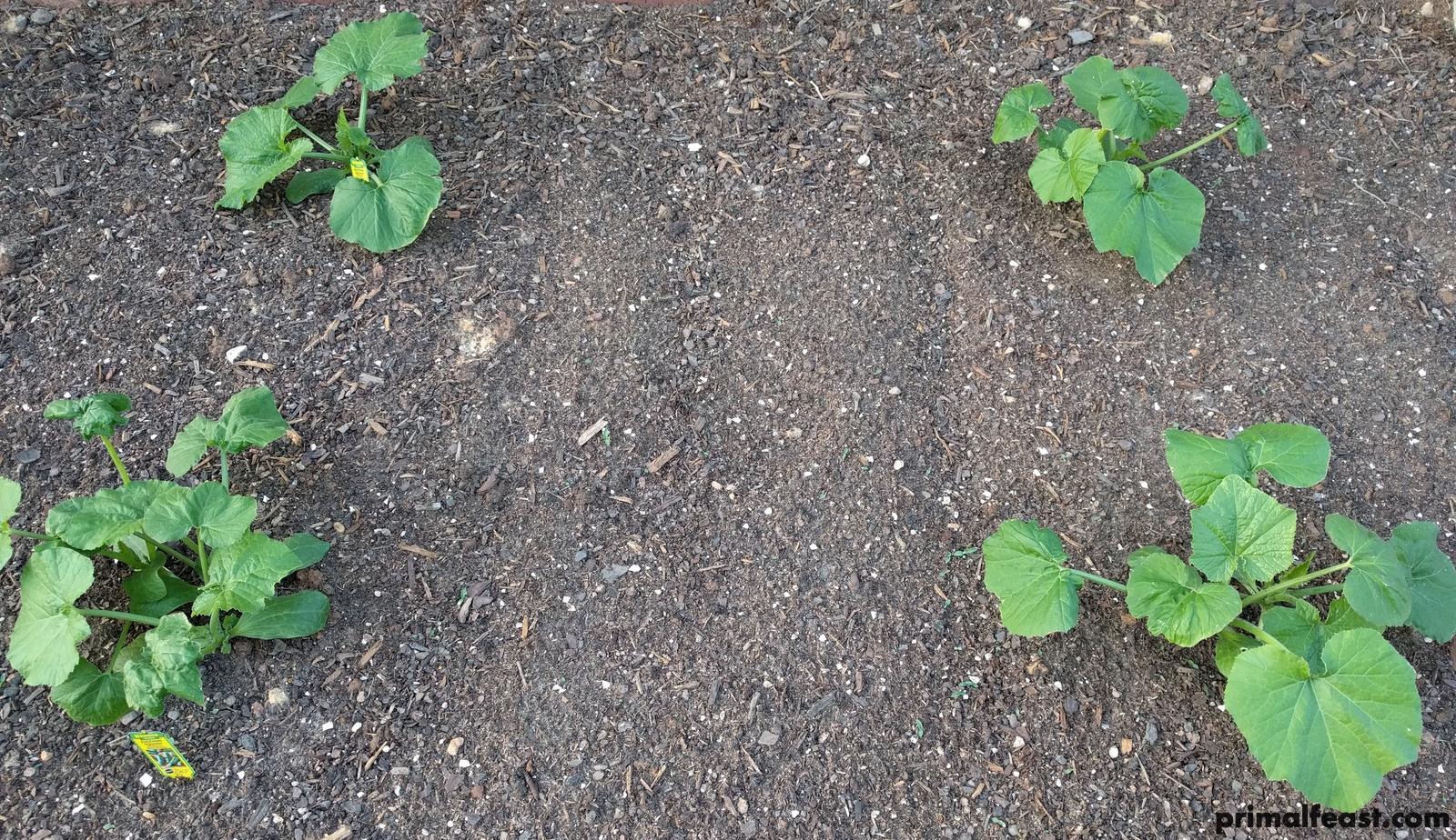 2018 0404 zucchini.jpg