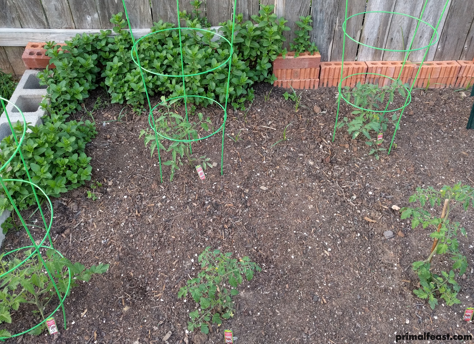 2018 0404 tomatoes, mint.jpg