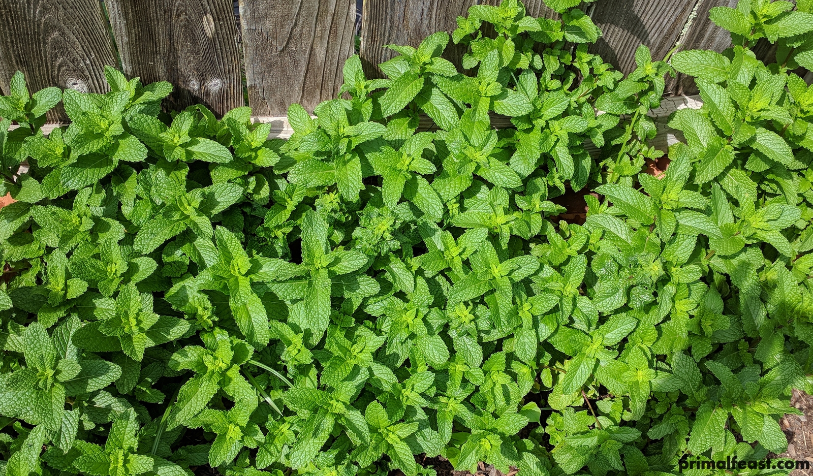 2018 0420 mint 003.jpg
