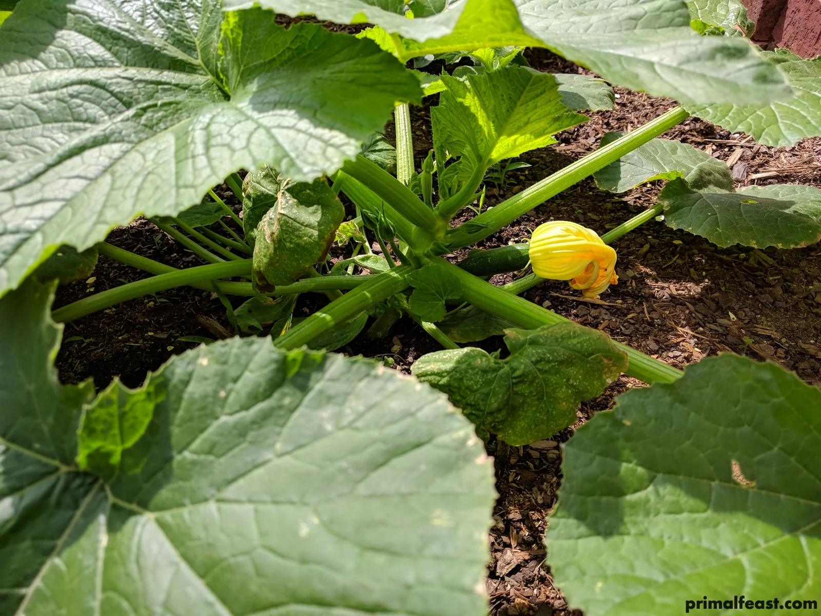 2018 0420 zucchini flower 014.jpg