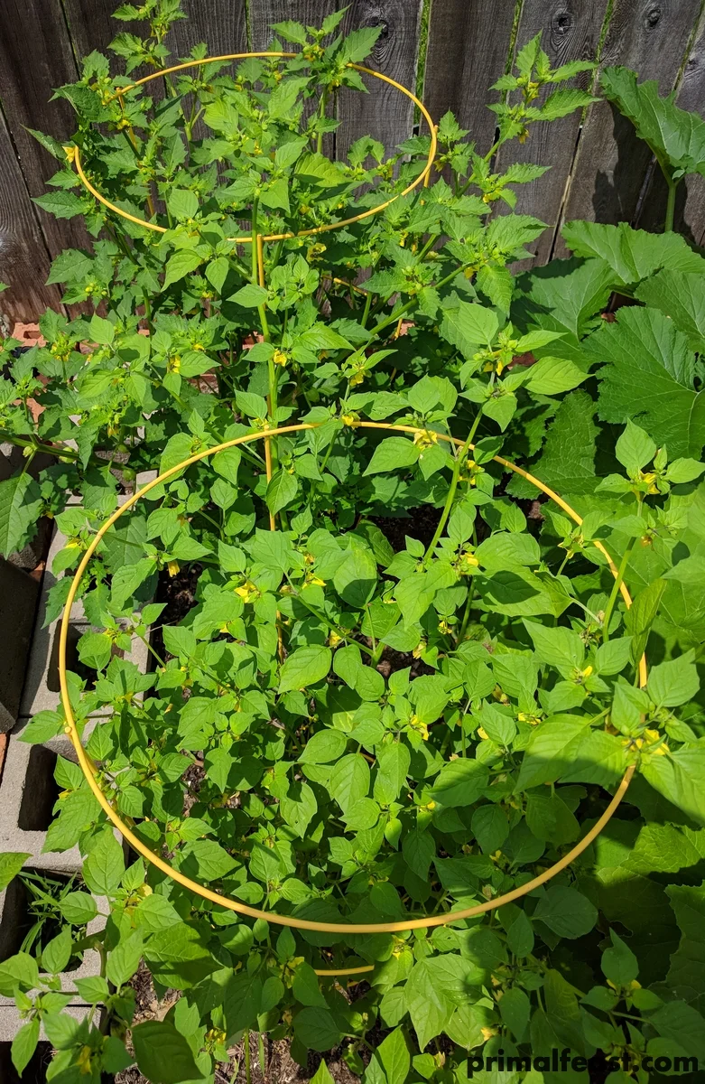 2018 0502 tomatillo 006.jpg