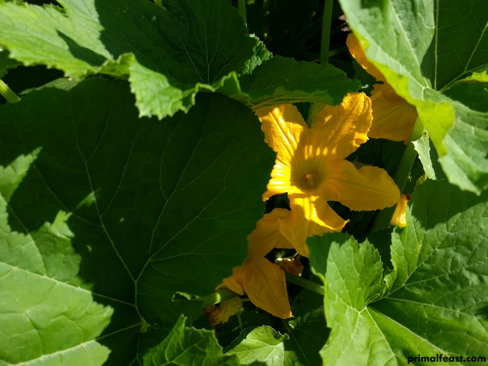 2018 0506 primal garden 009.jpg