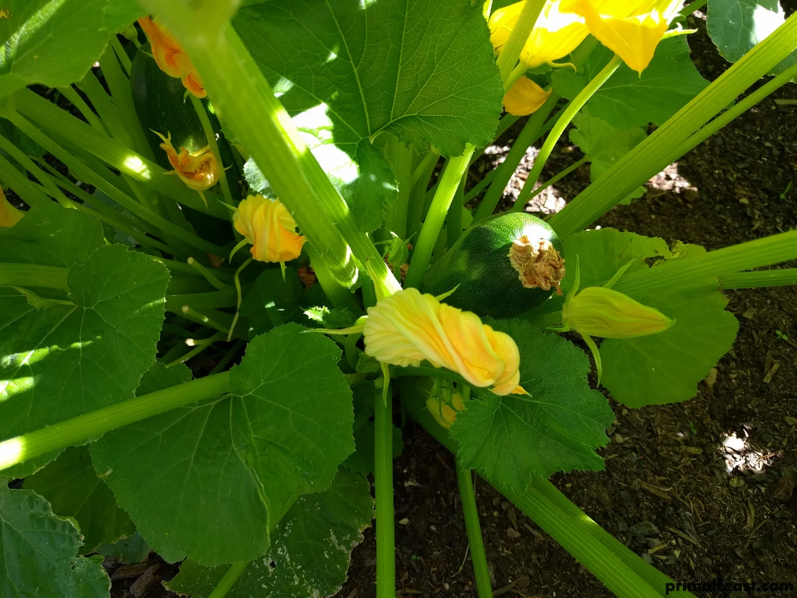 2018 0506 primal garden 010.jpg
