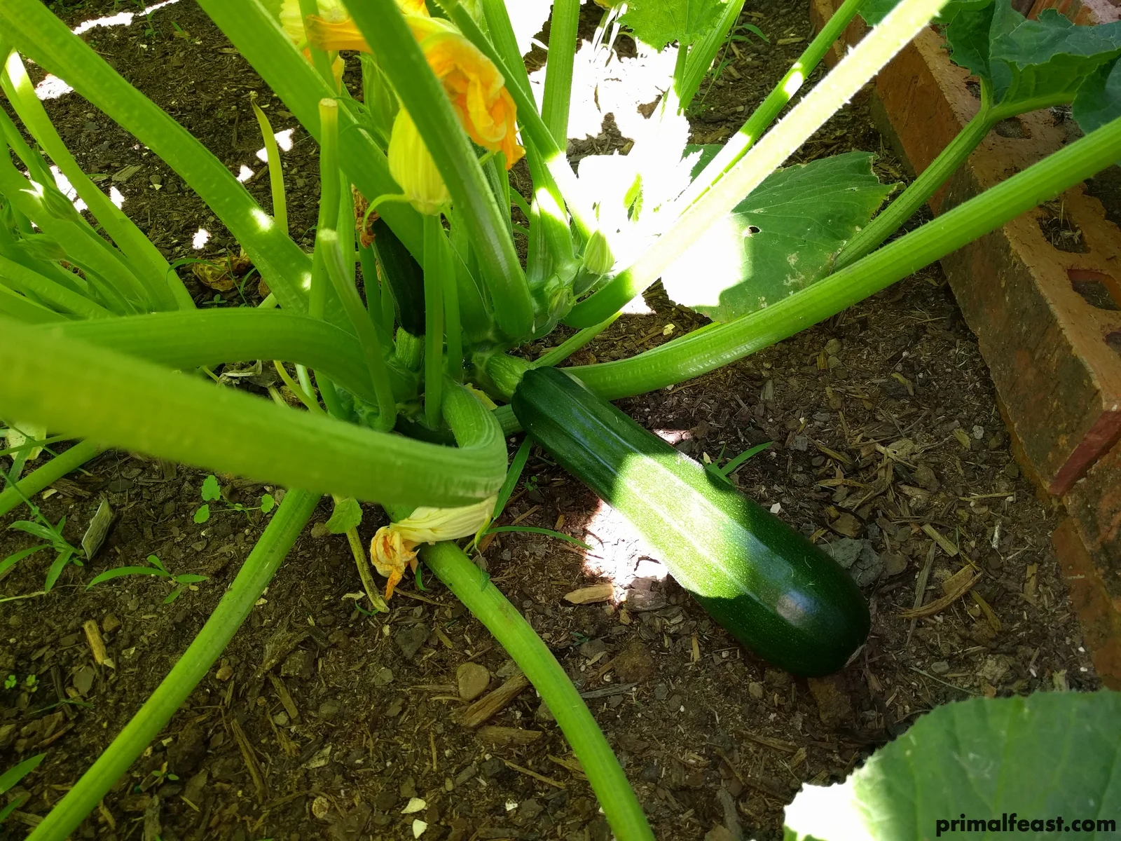 2018 0506 primal garden 012.jpg