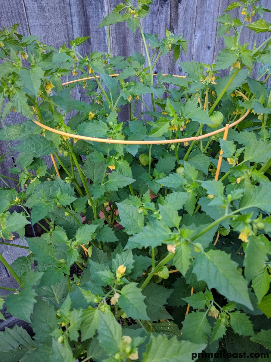2018 0507 primal garden 007.jpg