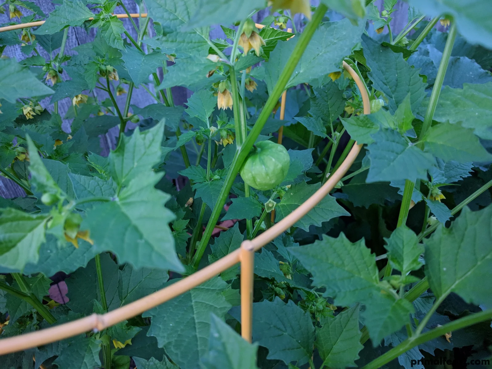 2018 0507 primal garden 006.jpg