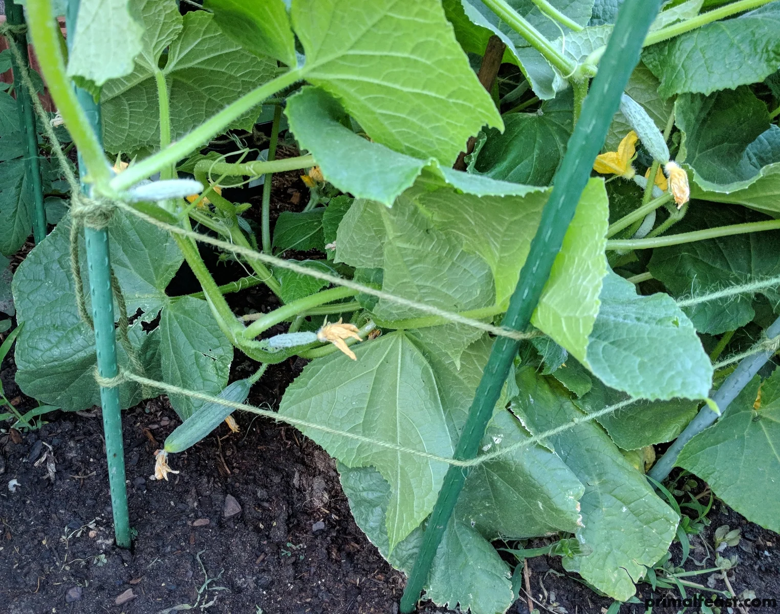 2018 0507 primal garden 003.jpg