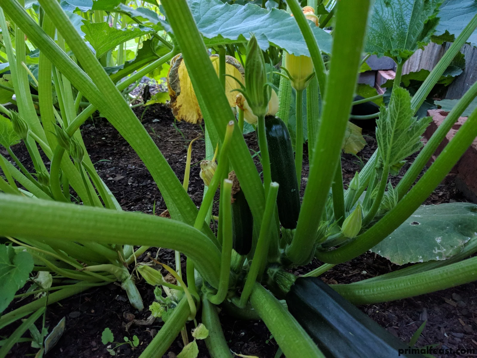 2018 0507 primal garden 013.jpg