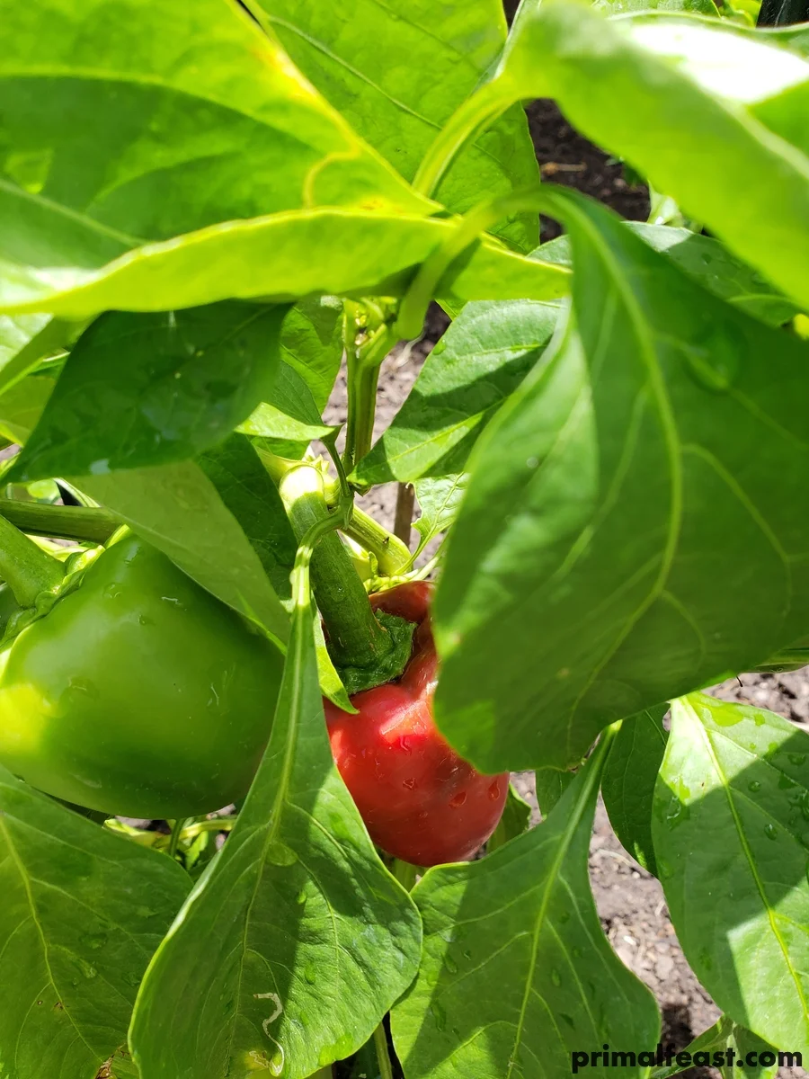 2018 0701 pimento pepper 002.jpg