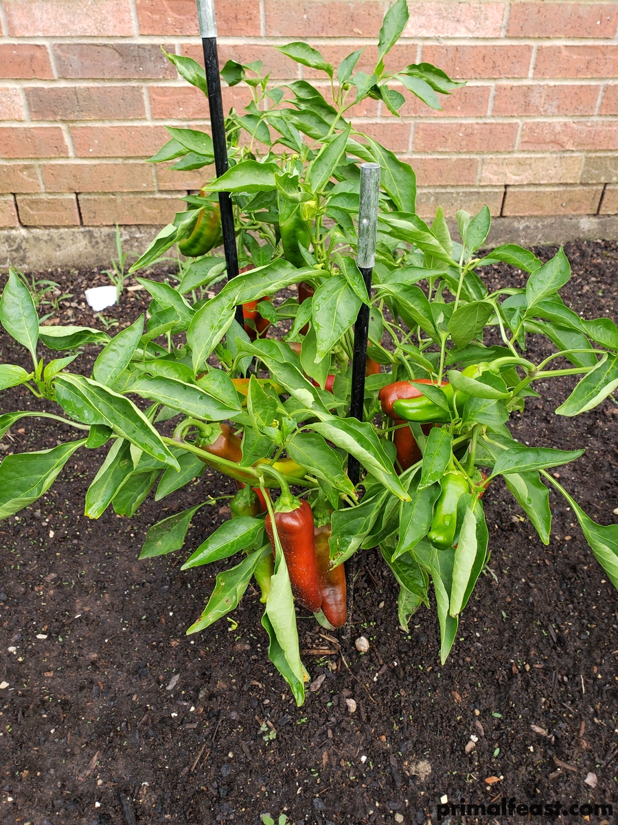 2018 0708 peppers 001.jpg