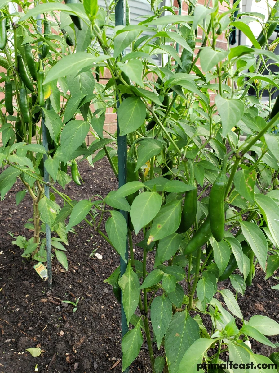 2018 0708 peppers 002.jpg