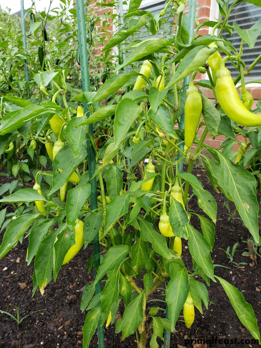 2018 0708 peppers 003.jpg