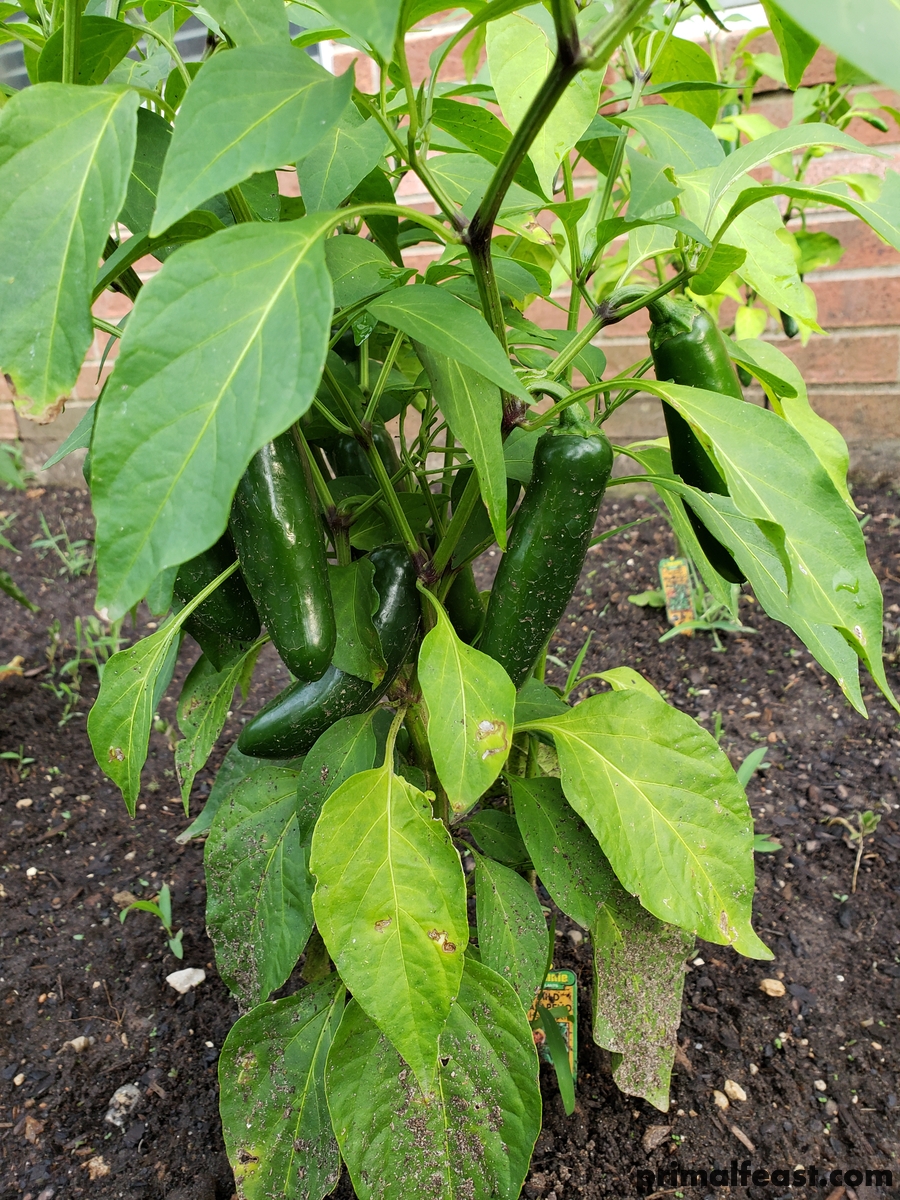 2018 0708 peppers 004.jpg