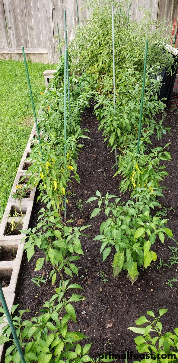 2018 0708 peppers 005.jpg