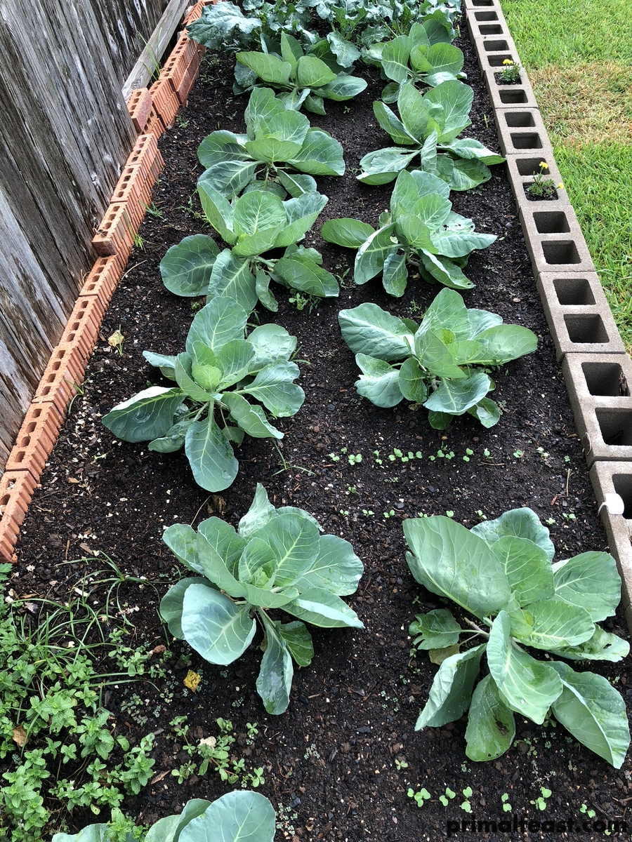 2017 1020 fall garden 007.jpg
