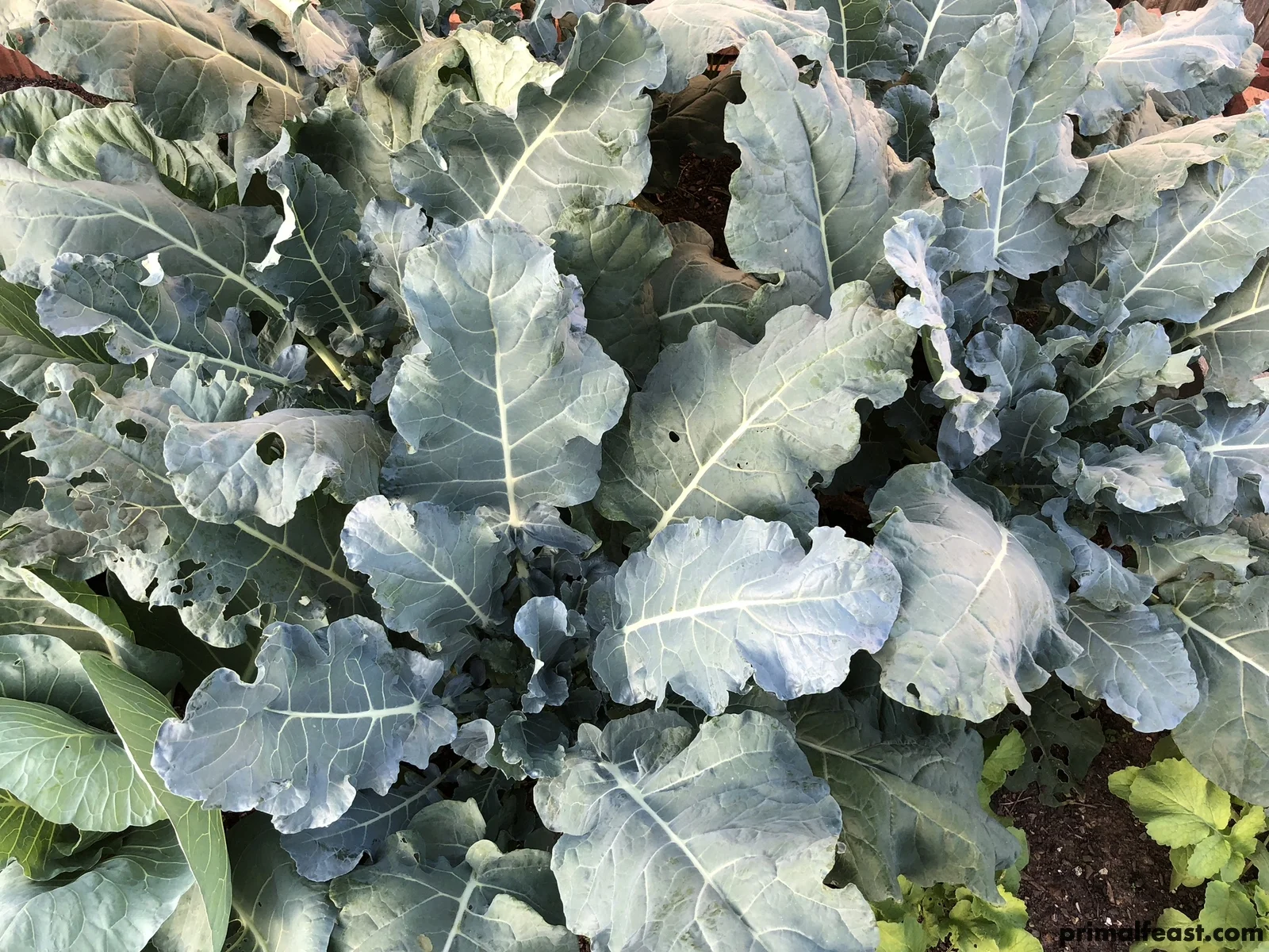 2017 1106 fall garden 003.jpg