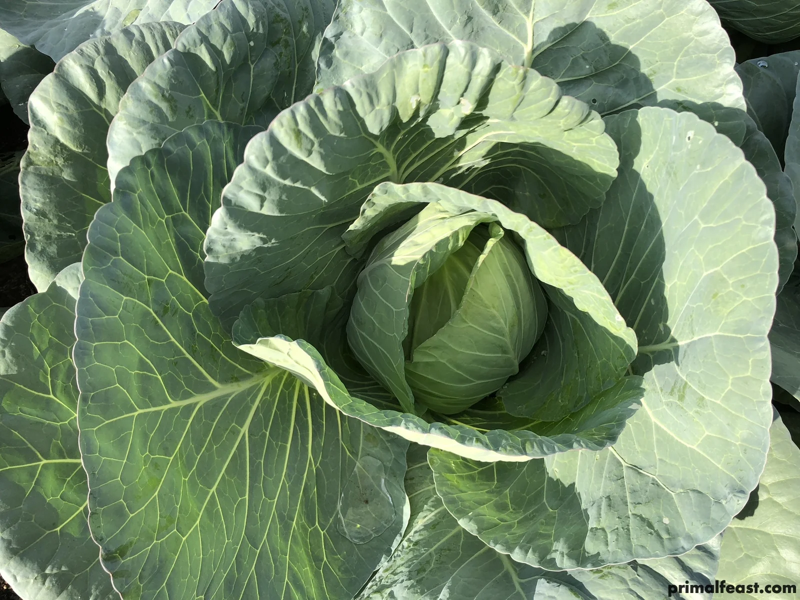 2017 1122 cabbage 006.jpg