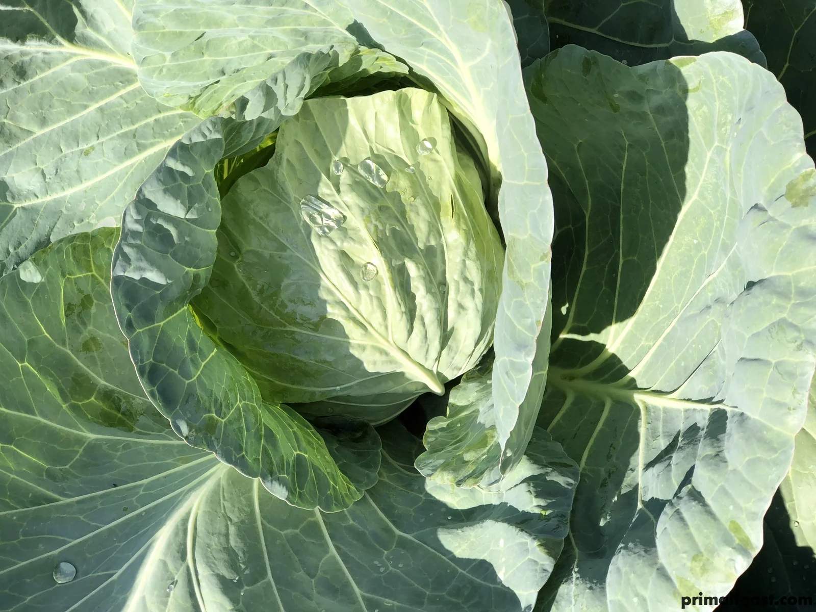 2017 1122 cabbage 022.jpg