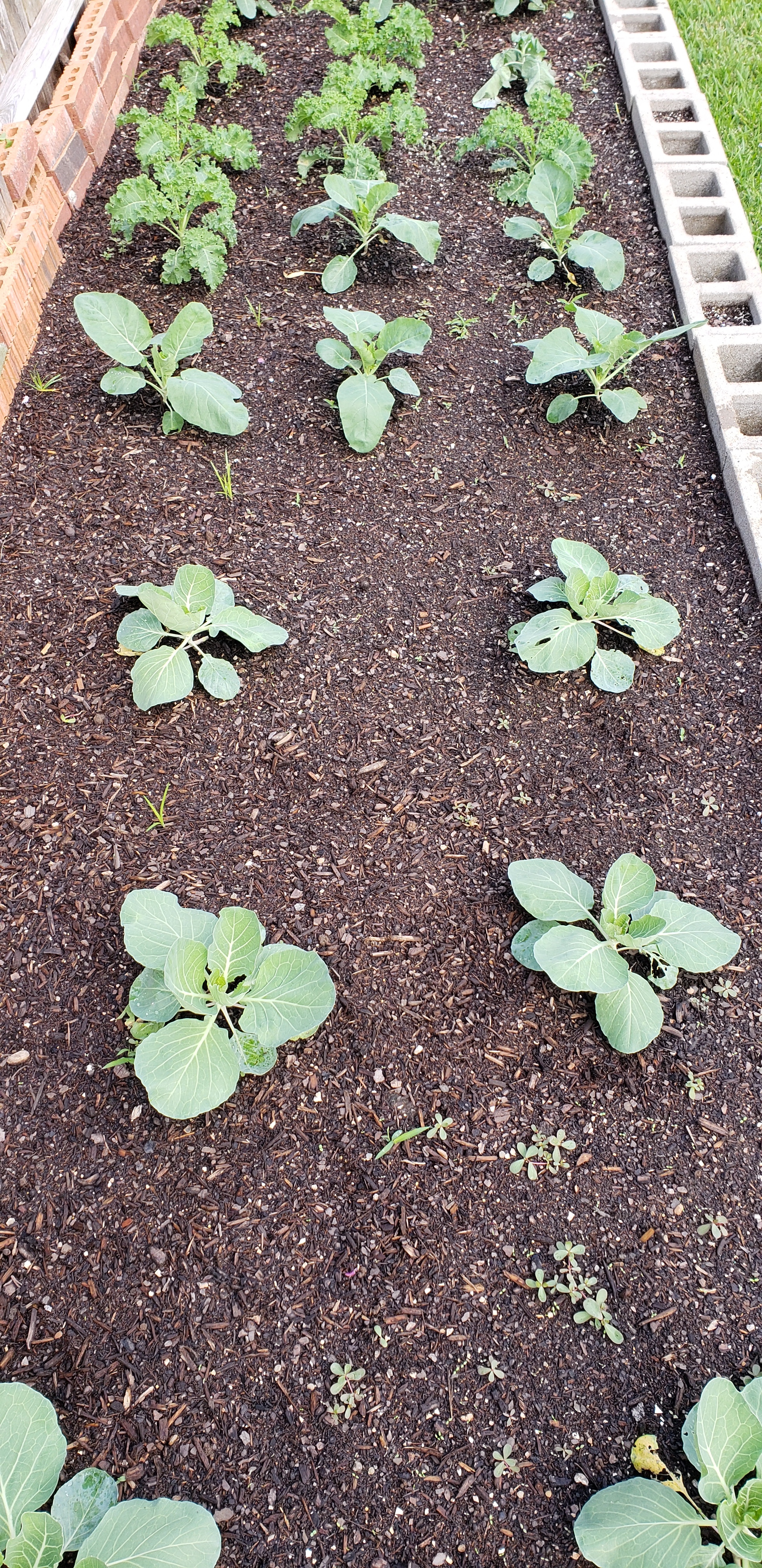 2018 1025 fall garden 004.jpg