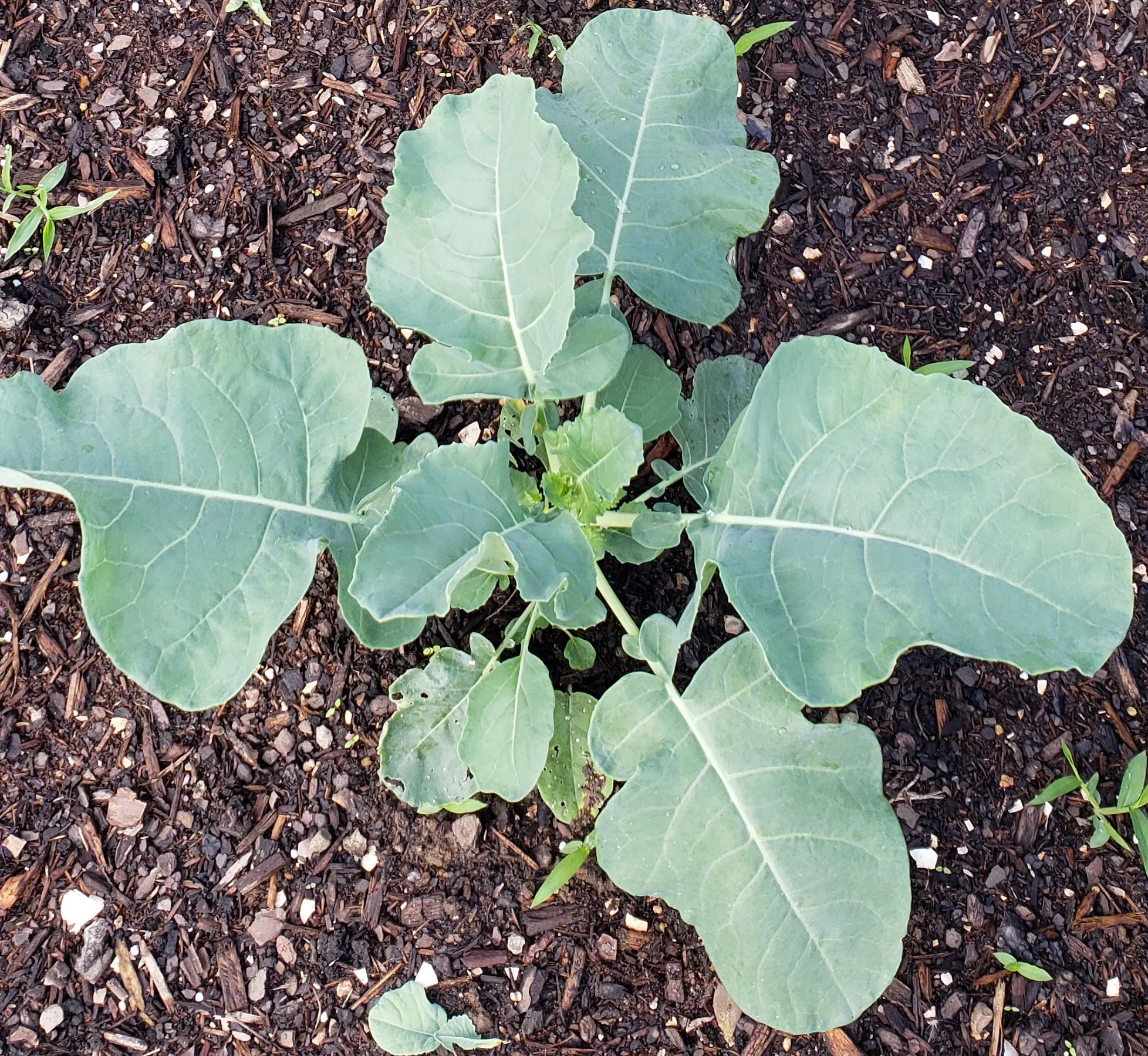2018 1025 fall garden 001.jpg