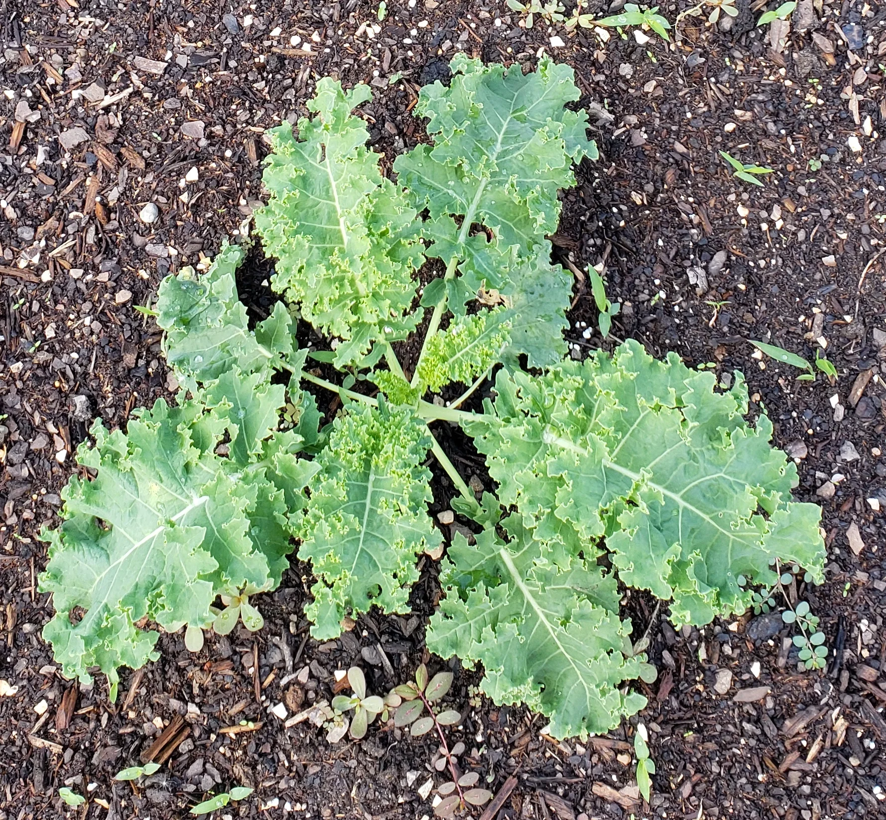 2018 1025 fall garden 002.jpg