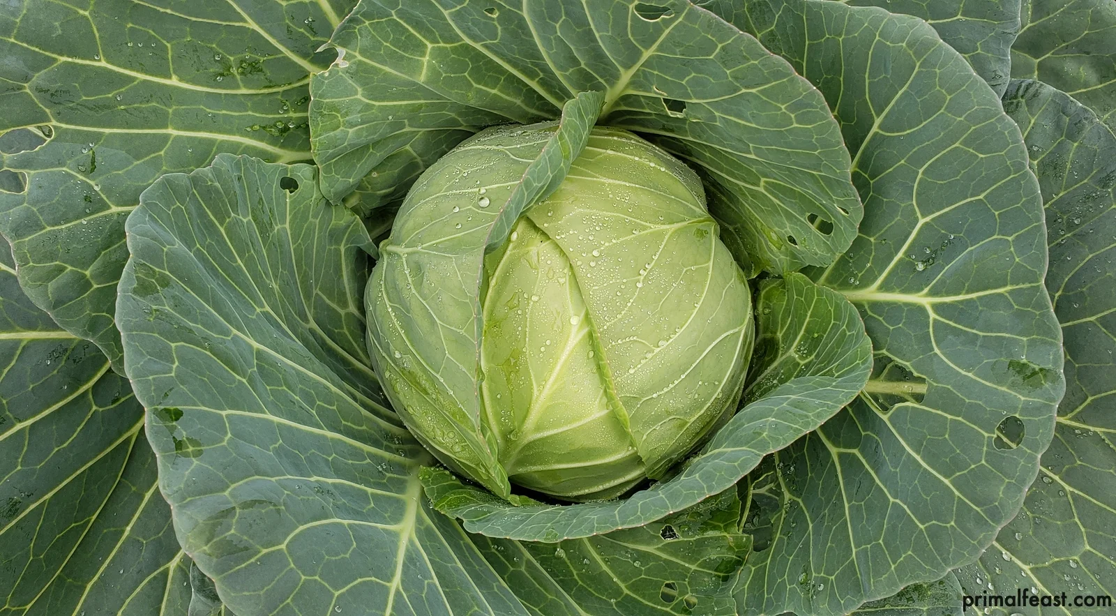 2019 0107 fall garden 002.jpg