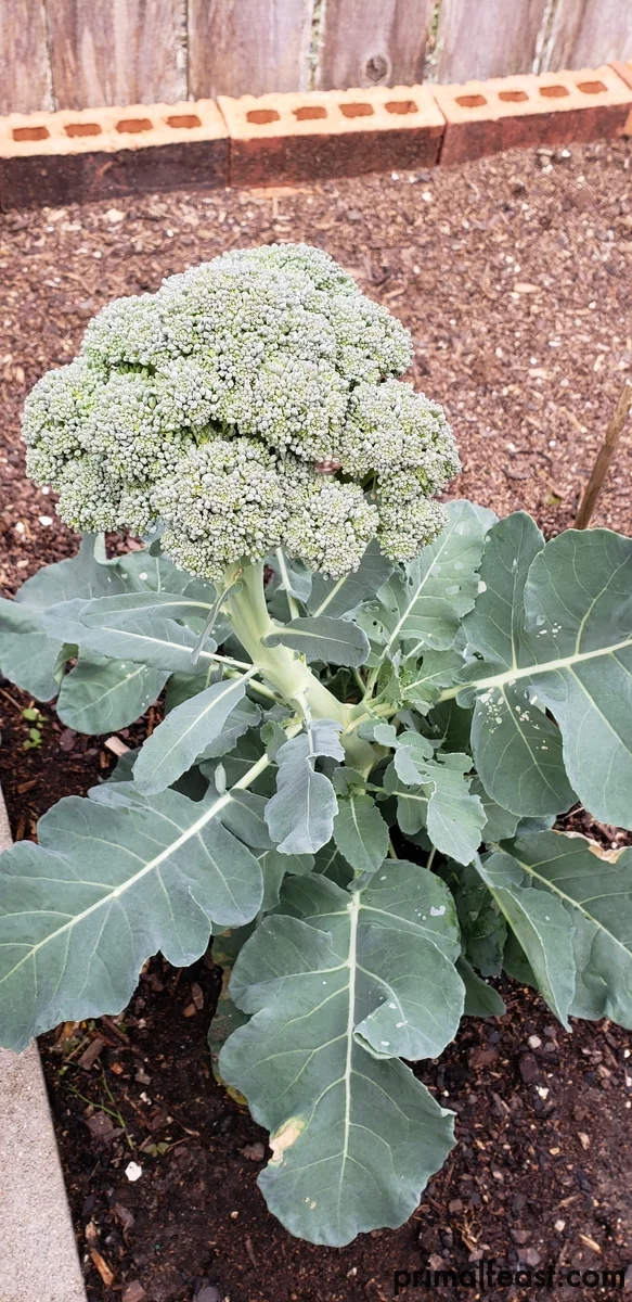 2018 1218 fall garden 005.jpg