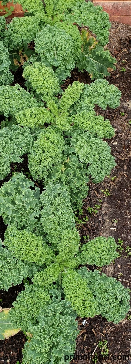 2018 1218 fall garden 004.jpg
