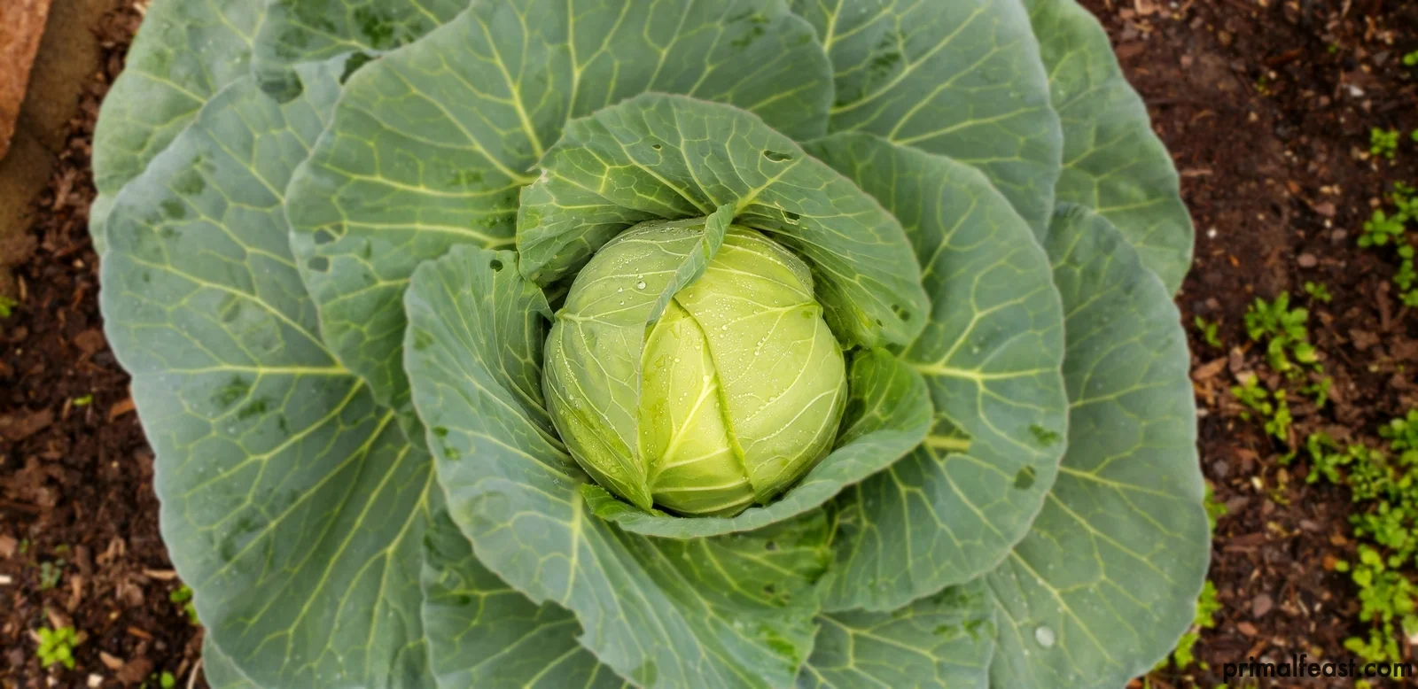 2019 0107 fall garden 003.jpg