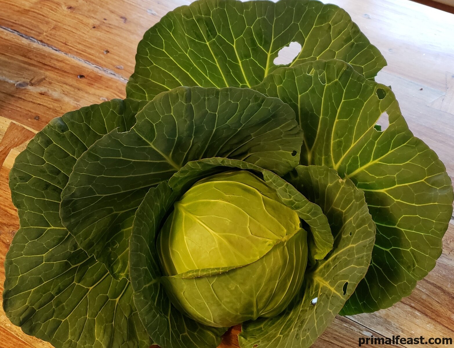 2019 0113 cabbage.jpg