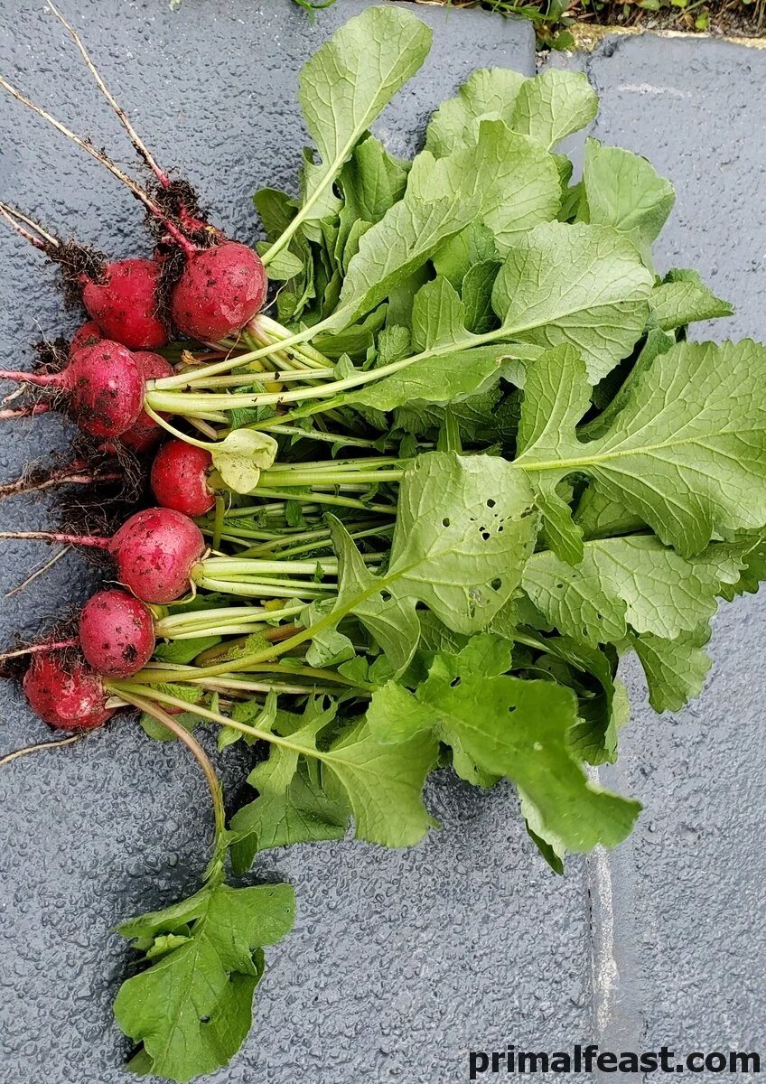 2019 0304 garden 008.jpg