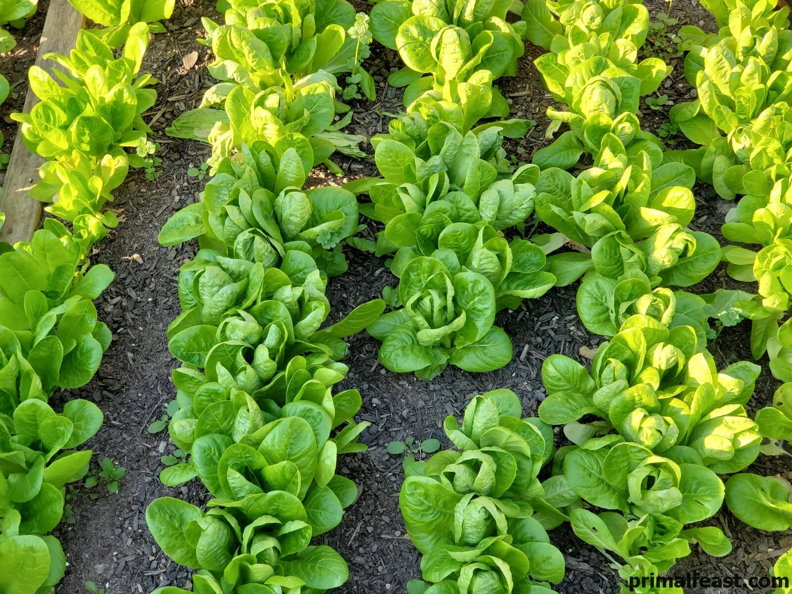2019 0320 garden 003.jpg