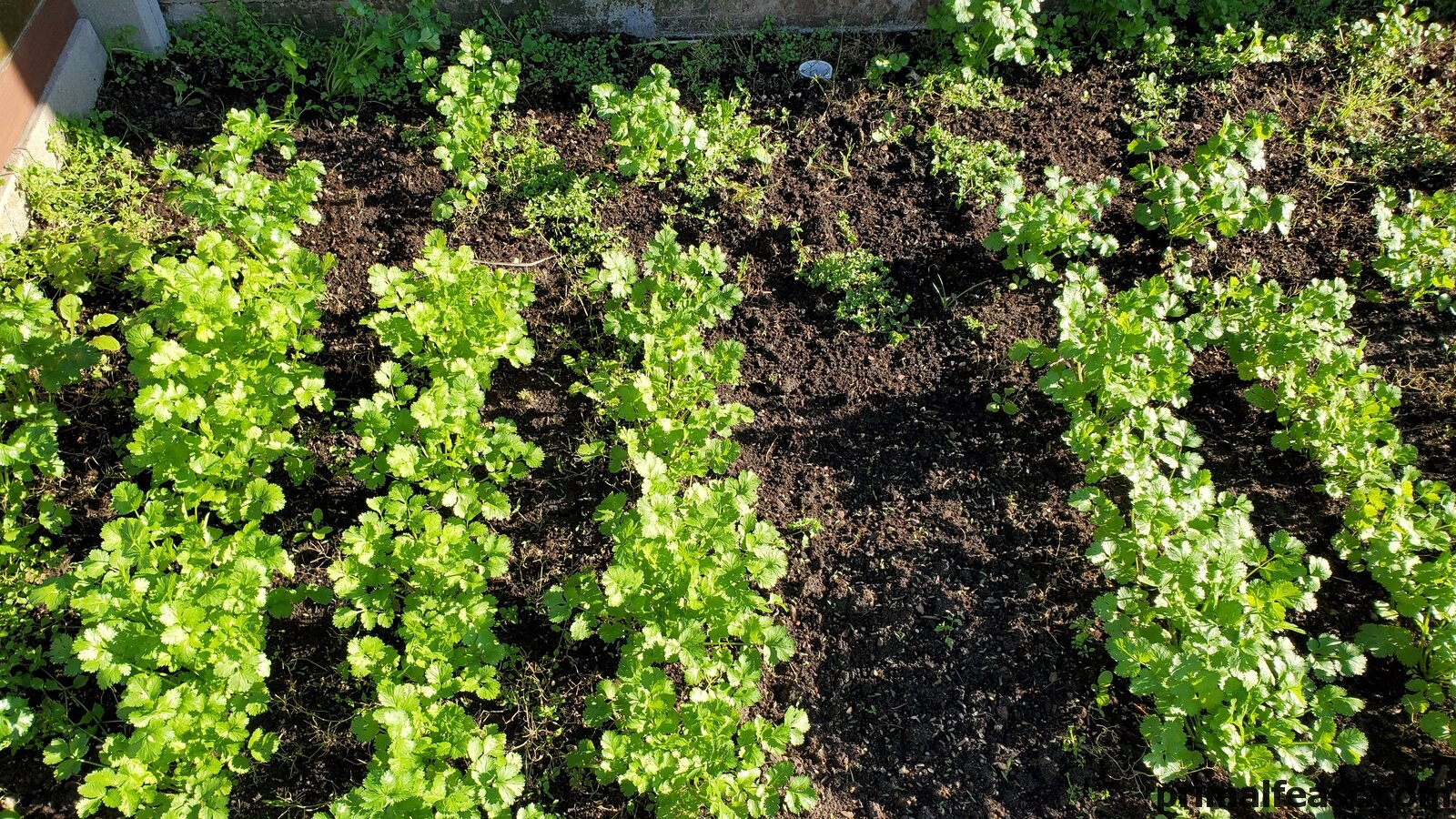 2019 0409 cilantro 001.jpg