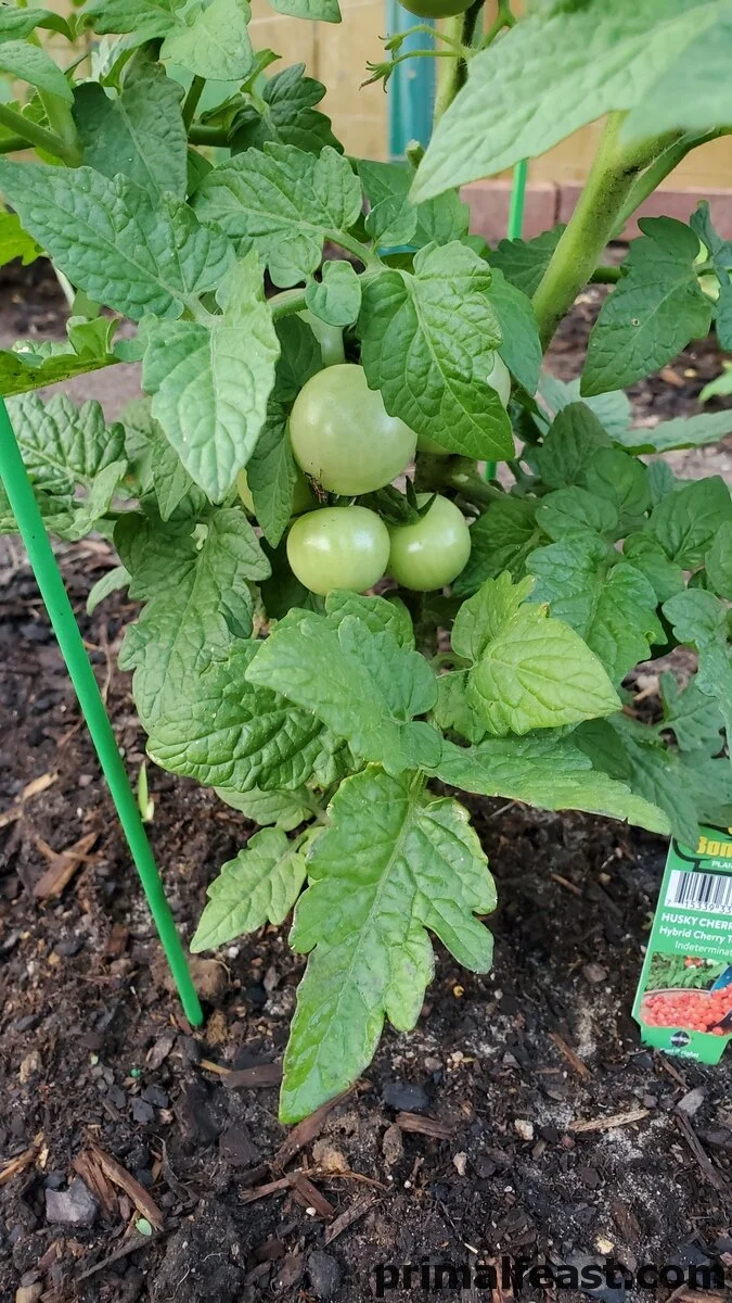 2019 0521 tomatoes 005.jpg