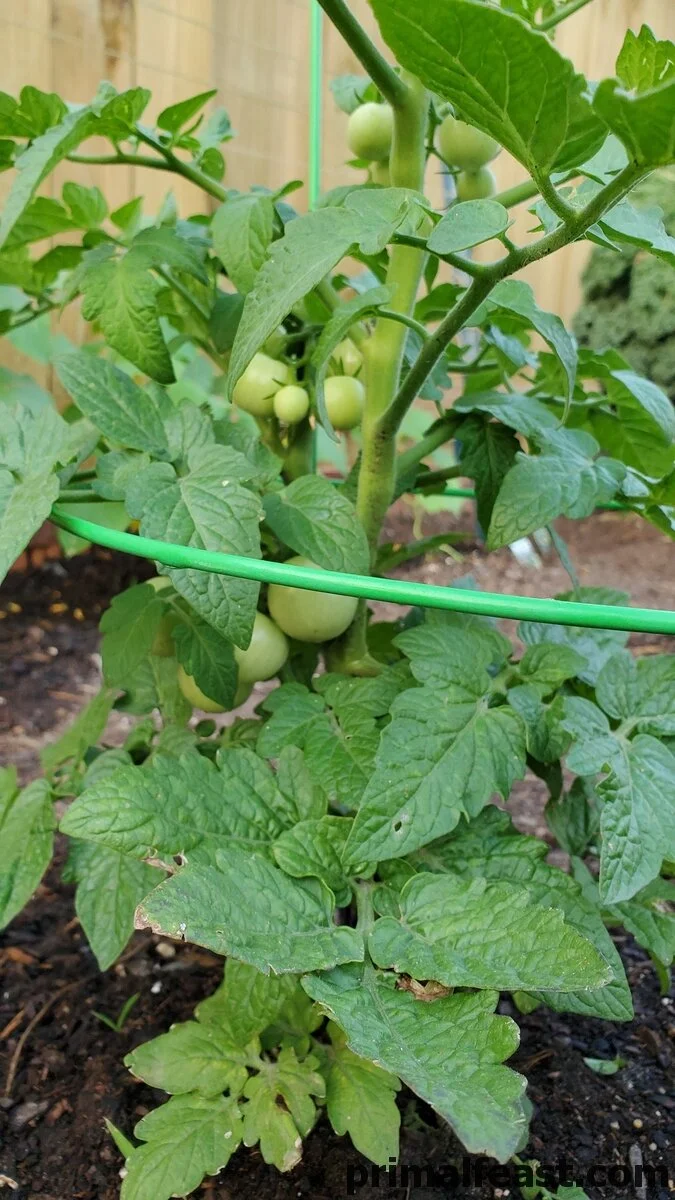 2019 0521 tomatoes 006.jpg