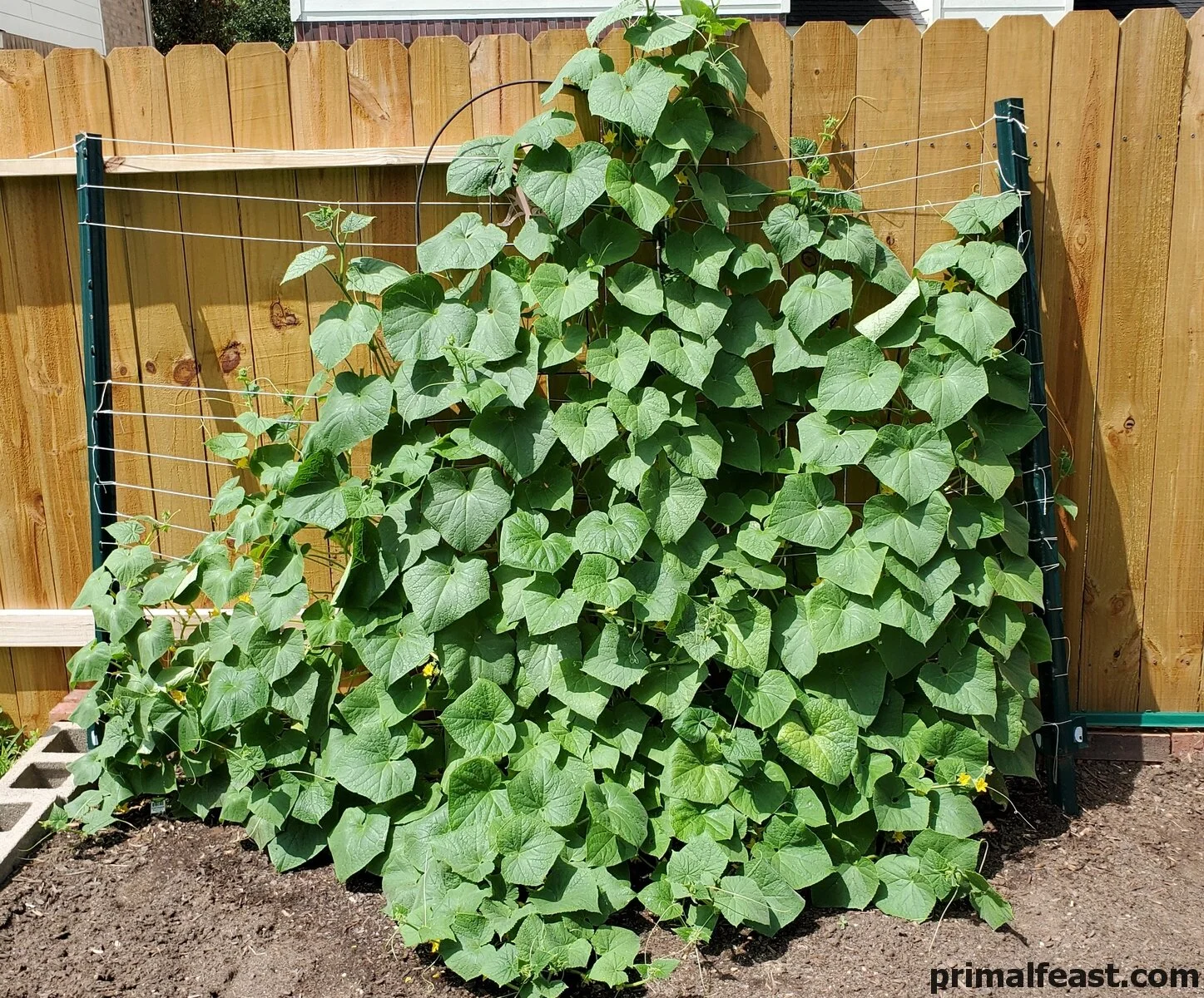 2019 0804 cucumbers 012.jpg