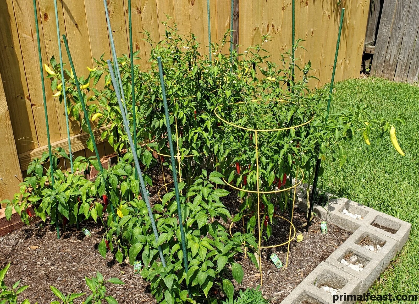 2019 0804 peppers 013.jpg