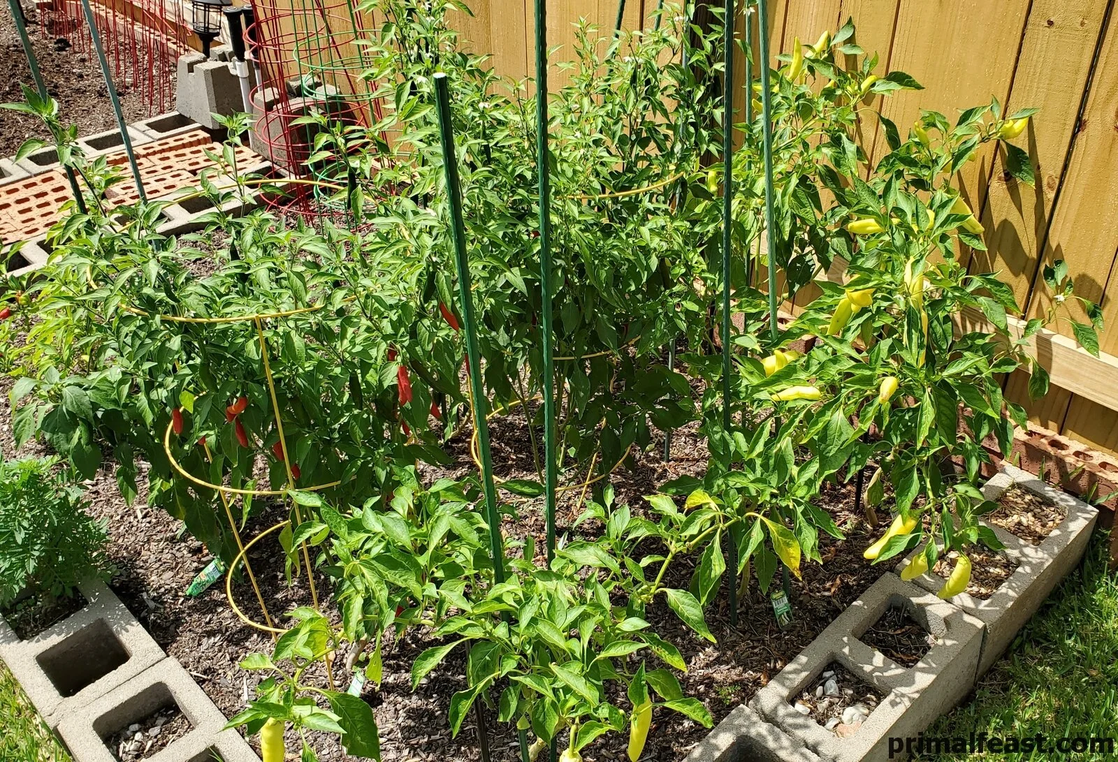 2019 0804 peppers 014.jpg