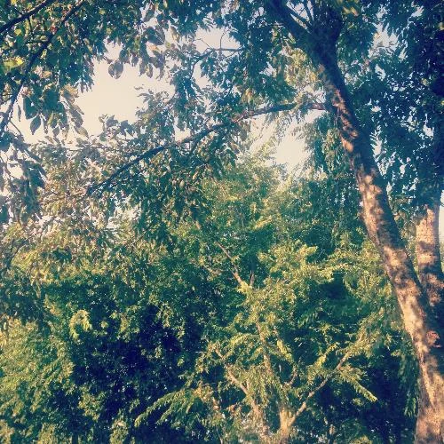 September 1—I took this picture because it felt like a jungle outside. Dumb humidity. But yay pretty trees.