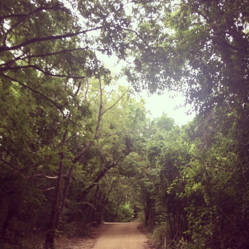 In August, I returned to roots—looking for greenery and trees wherever I could. 