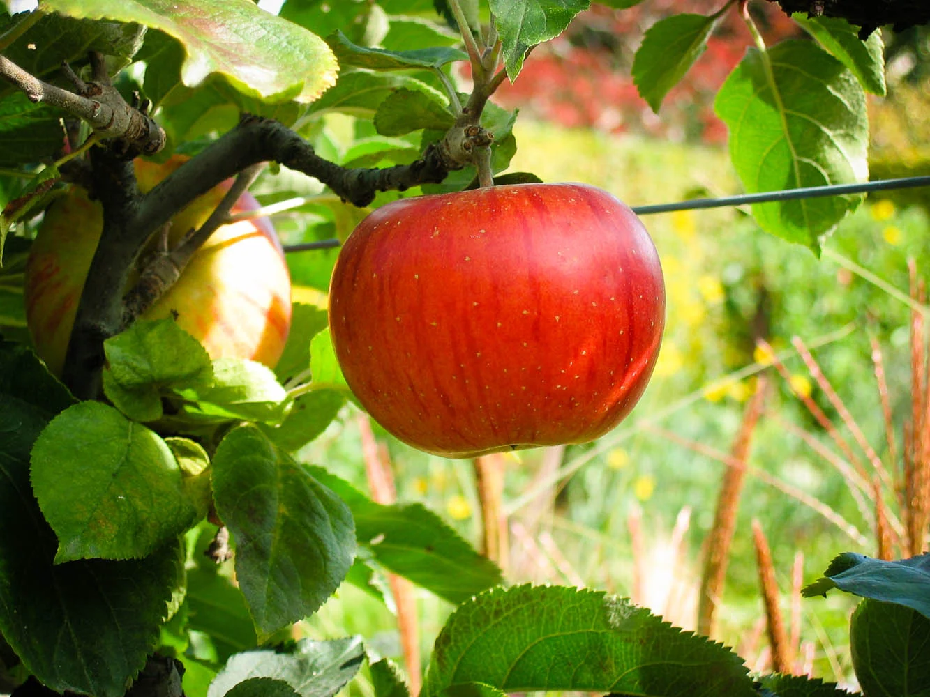Apple in Yvoire