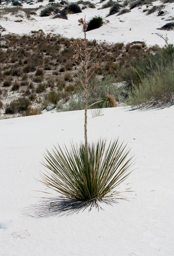 Yuca, White Sands, NM