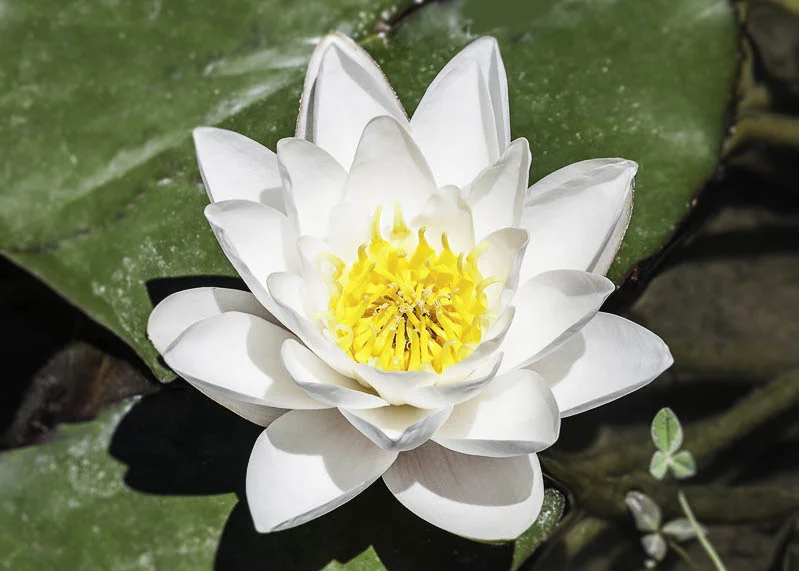 Lily #1