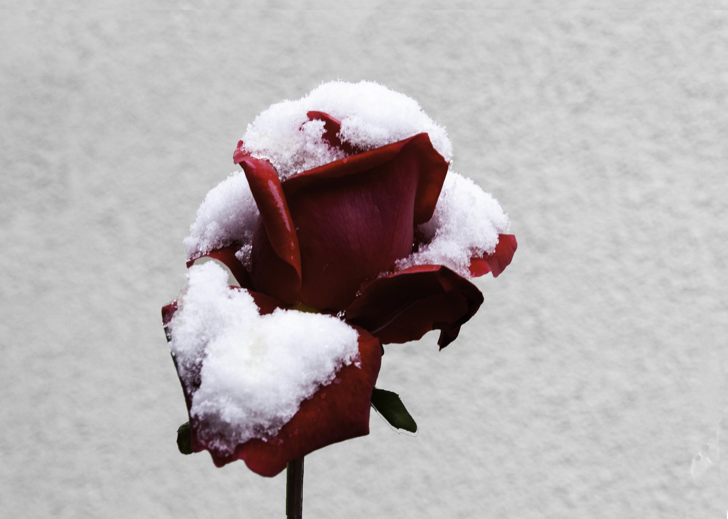 Snow Rose