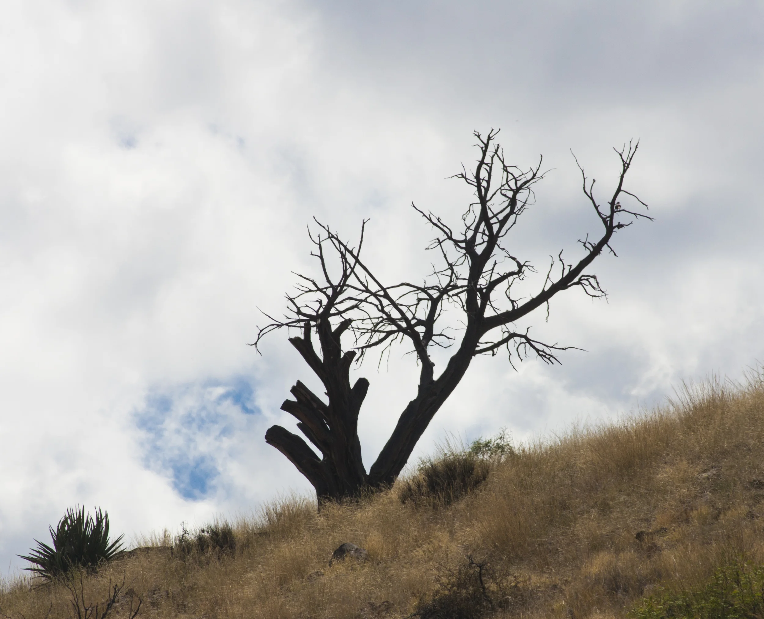 Lone Tree