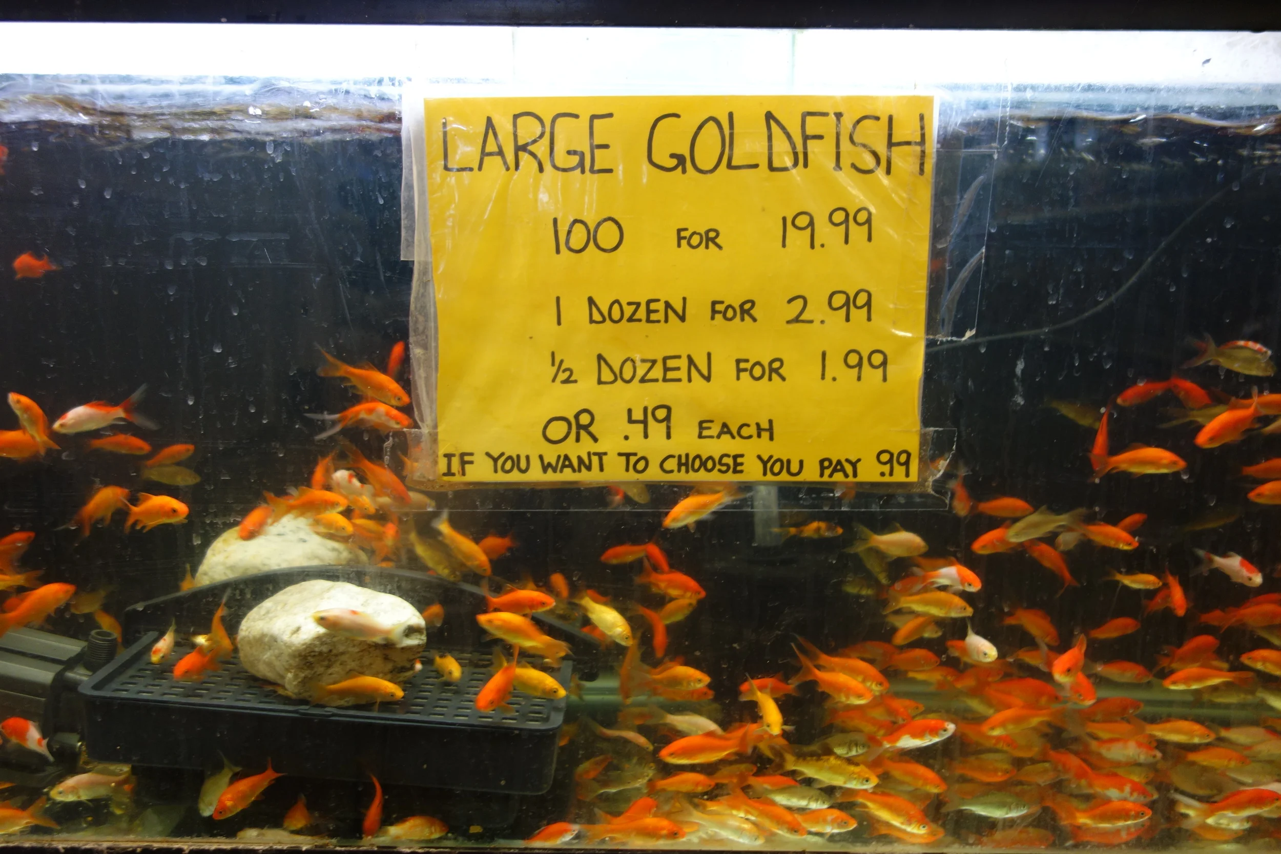 Allan's Aquarium