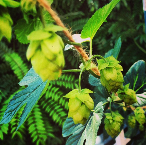 homebrew hops.png