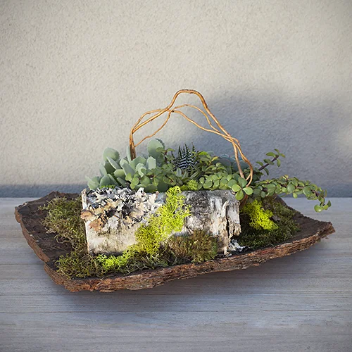 Bark Succulent Planter